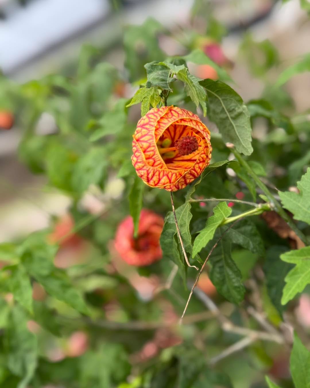 Warning: staring may result in sudden plant purchases 😍🌸
Our greenhouse is serving up mesmerizing blooms that are basically impossible to walk past&hellip; don&rsquo;t say we didn&rsquo;t warn you.

Come get lost in the color 🌿✨
Blossoming Creatio