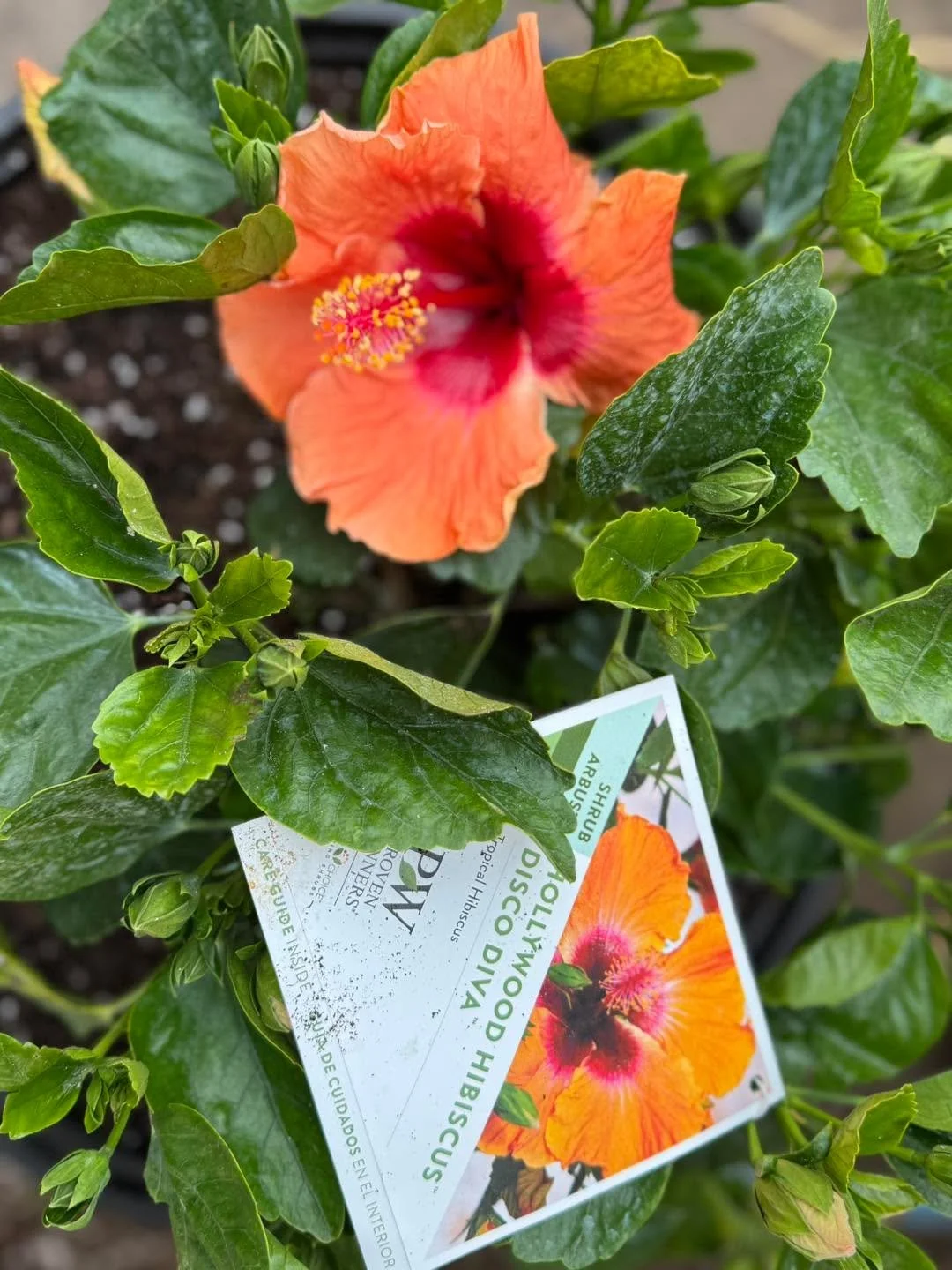 Happy Sunday from Blossoming Creations Garden Center! Today we are taking these beautiful proven winners, Hollywood hibiscus shrubs and doing a few combination planters! Check out the beautiful bloom of this one it&rsquo;s called &ldquo;Disco Diva&rd