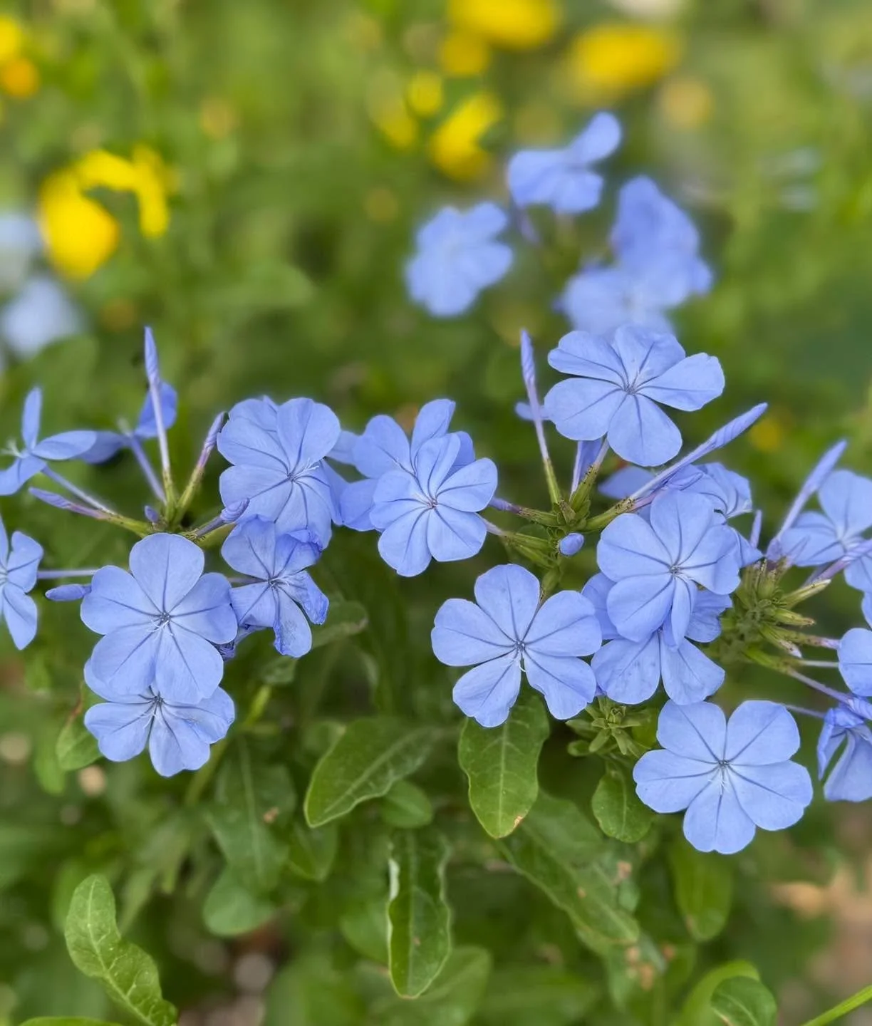 Plot twist: the greenhouse just dropped new blooms&hellip; and yes, they&rsquo;re stealing the show 🌸
Blossoming Creations Garden Center