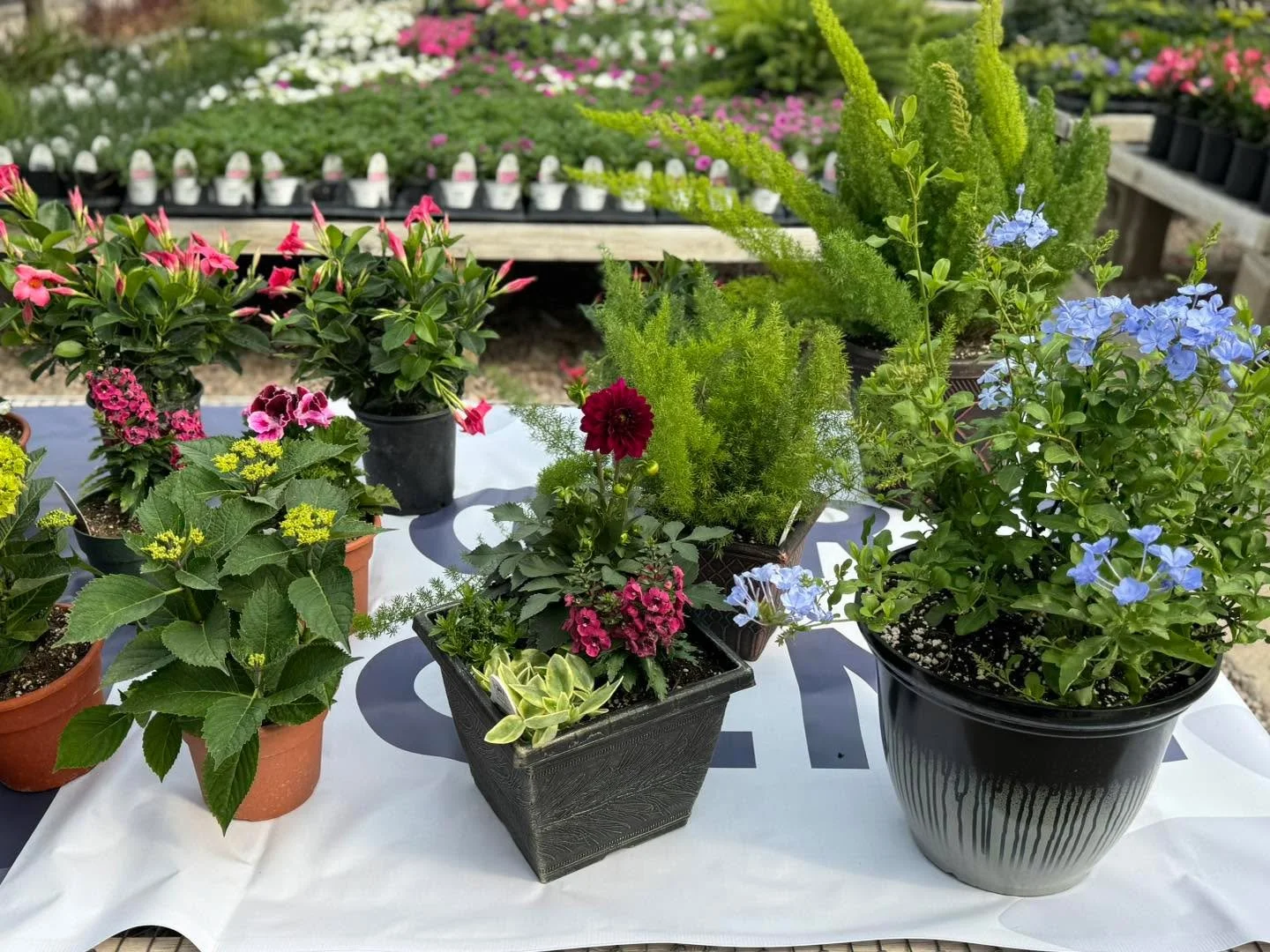 Administrative Professionals Day is blooming soon 💐&mdash;skip the boring gifts and say &ldquo;you keep us alive&rdquo; with a cute annual planter instead 😉🌸
Blossoming Creations Garden Center