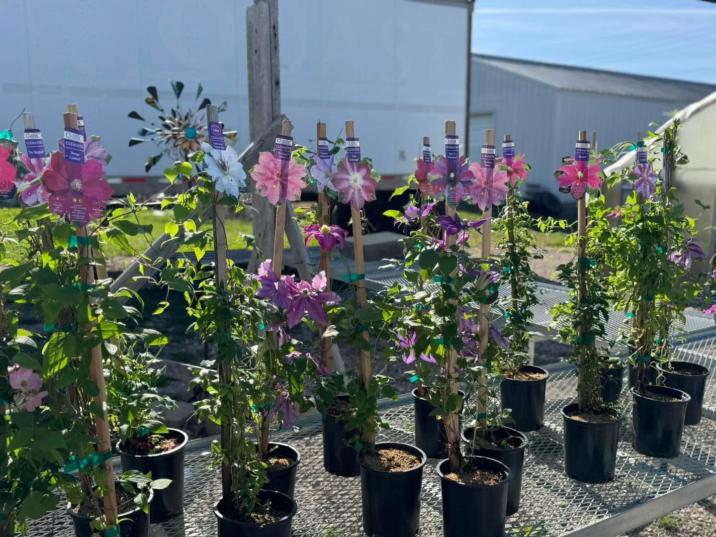 Climbers have entered the chat 🌹✨
Climbing Roses + clematis are here and ready to show off&mdash;who&rsquo;s ready to give their garden a little vertical drama? 💁&zwj;♀️🌿
Blossoming Creations Garden Center