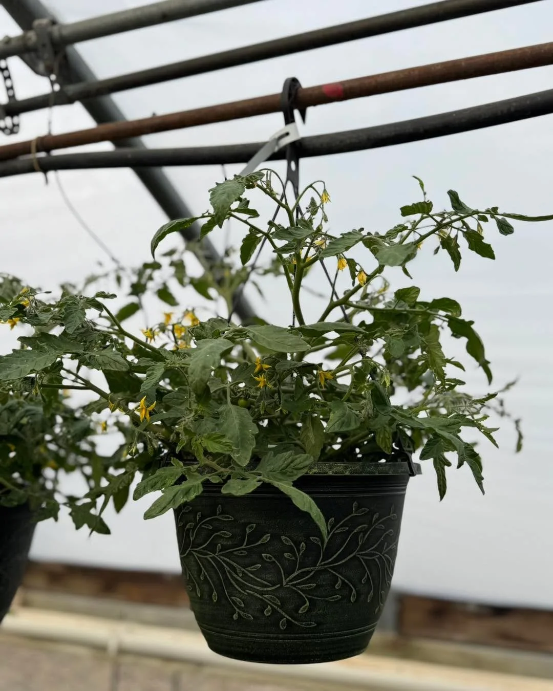 Tomatoes&hellip; but make it ✨dramatic✨ 🍅
Our hanging tomato baskets are already blooming and showing off&mdash;because waiting is overrated. Snag yours before they vine away! 😏
Blossoming Creations Garden Center 1604 18th St.