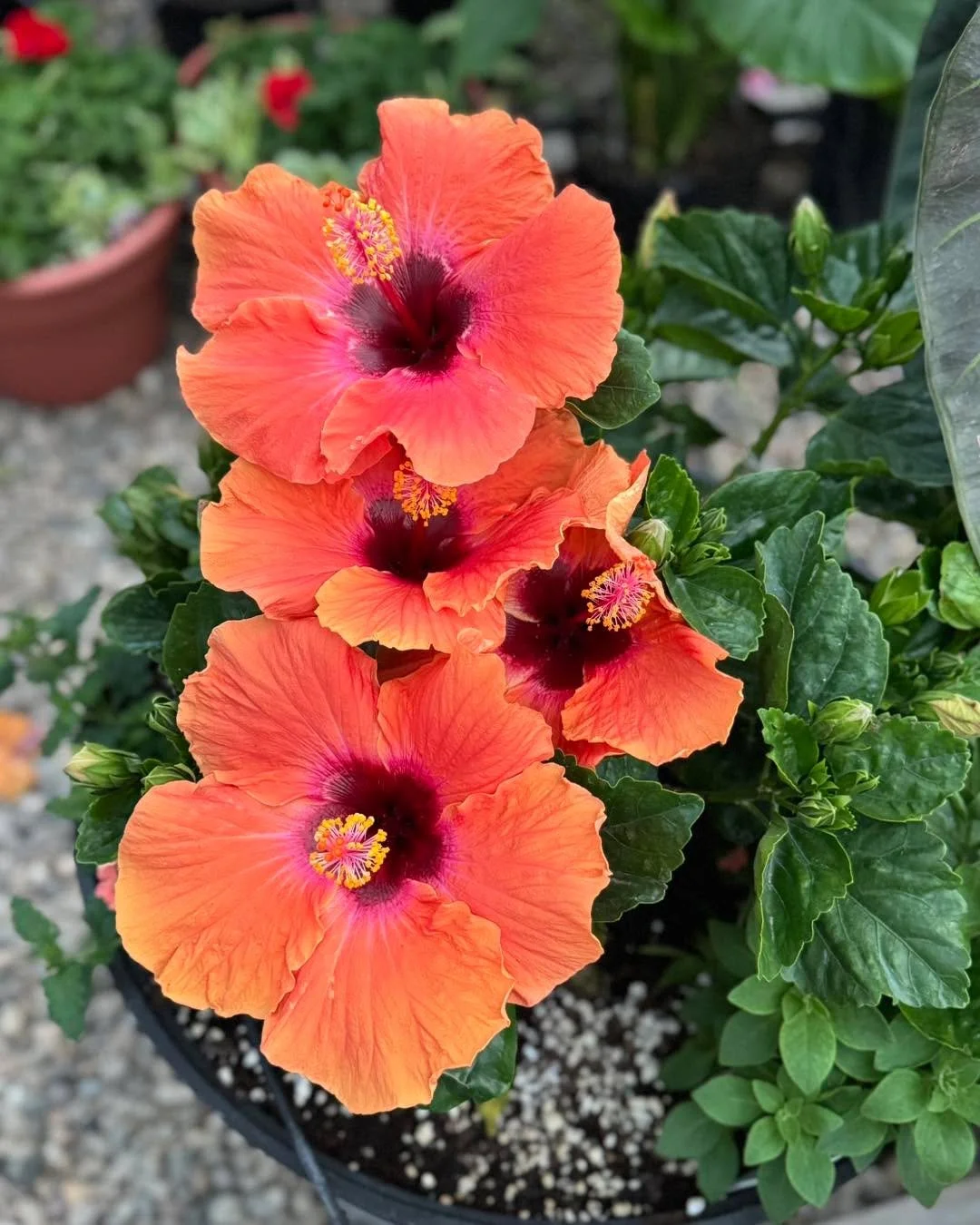 Clouds, rain, wind&hellip; and our blooms still showed up like they own the place 🌸💁&zwj;♀️
Stop in and see the color that refuses to be canceled!