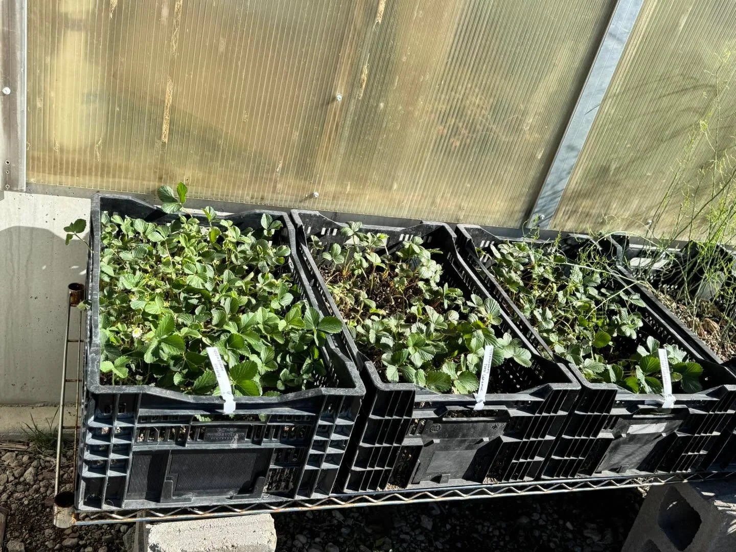 Today thru Sunday! You won&rsquo;t want to miss this! 
Double the plants, double the bragging rights 😎🌱

Cold crop cuties are here and they brought a deal&mdash;BUY ONE, GET ONE FREE on rhubarb, asparagus &amp; strawberries! 🍓

Because one patch i