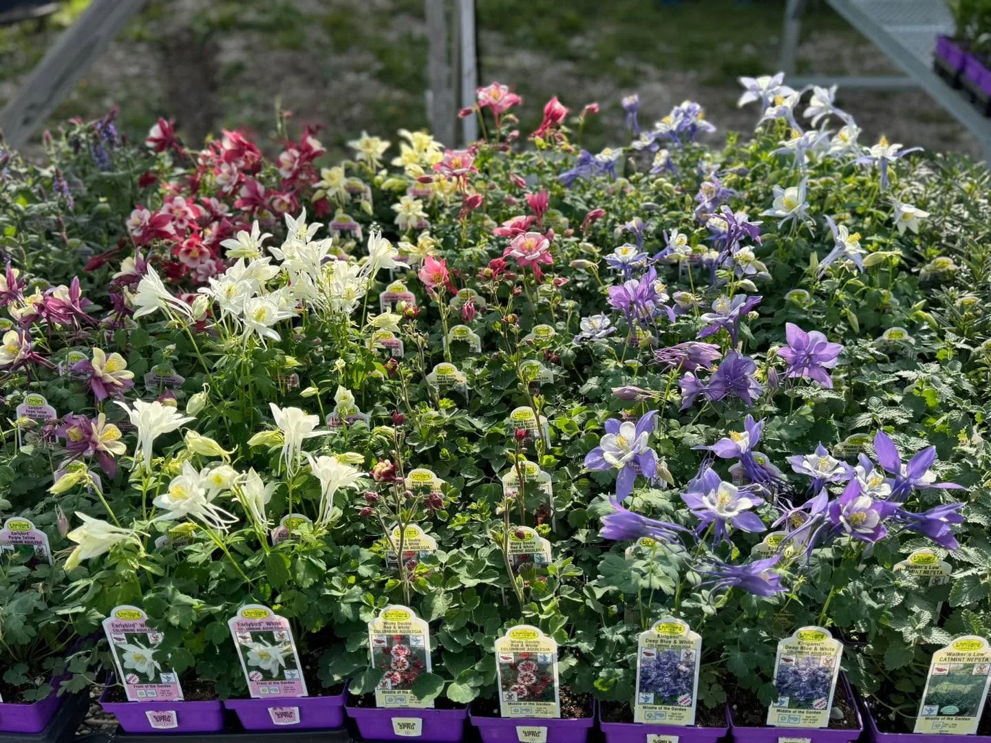 Swing in today from 10&ndash;2 🌿✨
Fresh perennials just dropped and they&rsquo;re ready to show off&mdash;come see what&rsquo;s new before they&rsquo;re gone!
Blossoming Creations Garden Center 1604 18th St. Emmetsburg