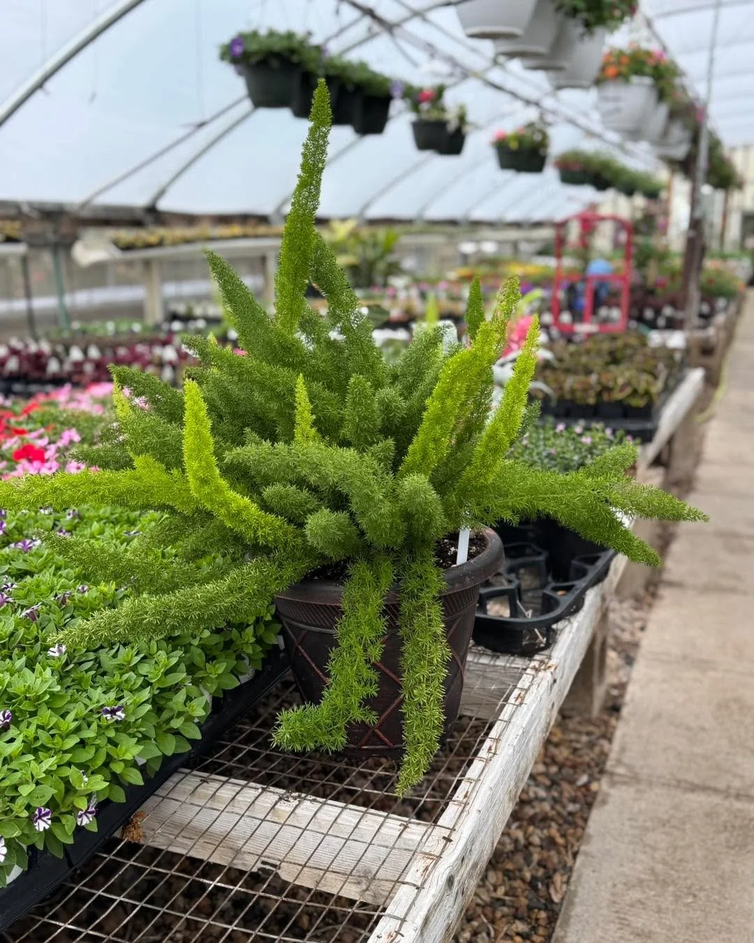 Apparently my foxtail fern didn&rsquo;t get the memo about staying humble&hellip; 🌿✨
She&rsquo;s out here stealing the spotlight and starting more conversations than I am 😆

Stop in and meet the greenhouse celebrity&mdash;she&rsquo;s fluffy, fabulo