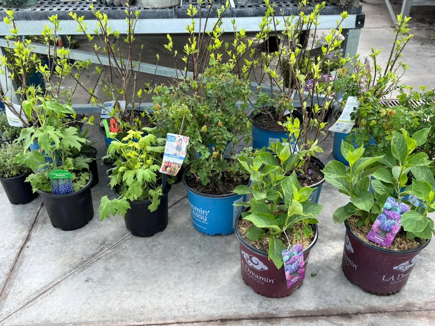 Fresh off the truck and ready to strut 🌿✨
Perennials, hydrangeas, trees &amp; rose bushes just rolled in and they&rsquo;re giving main character energy 💁&zwj;♀️🌸

Come see what&rsquo;s new&hellip; your garden glow-up starts here 🌼🌳💚
Blossoming 