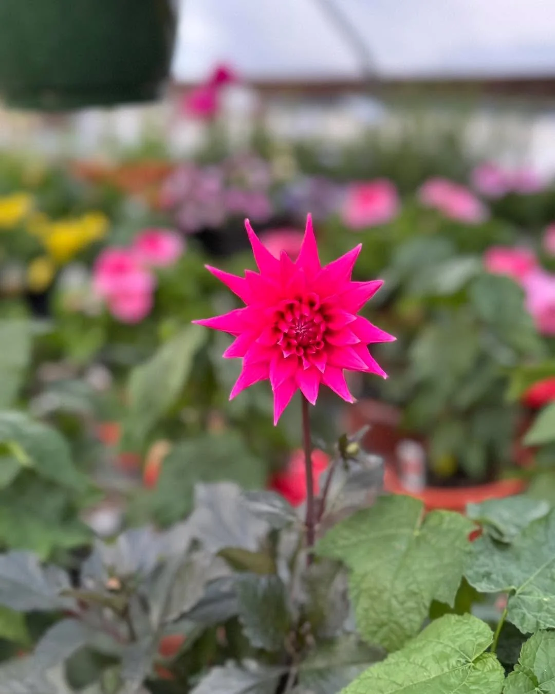 Dahlias are out here showing off like they know they&rsquo;re the main character 🌸✨

Big, bold, a little dramatic&mdash;and absolutely impossible to ignore. From perfectly layered petals to wild, whimsical shapes, every bloom is a tiny masterpiece d