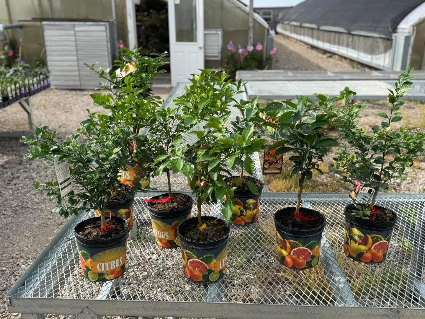 Fresh, zesty, and ready to party 🍋🌿
Our new assortment of the citrus tree crew just rolled in&mdash;think lemons, limes, and a little tropical attitude! Brighten your space, boost your mood, and maybe even garnish your next drink&hellip; straight f