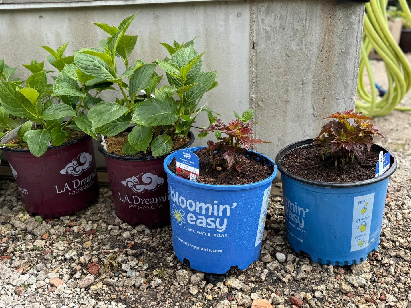 If you&rsquo;re looking to get Mom something that will last for many years to come, we have some beautiful perennial hibiscus, hydrangea and rose bushes. Order early as quantities are limited!
Blossoming Creations Garden Center 1604 18th St. Emmetsbu