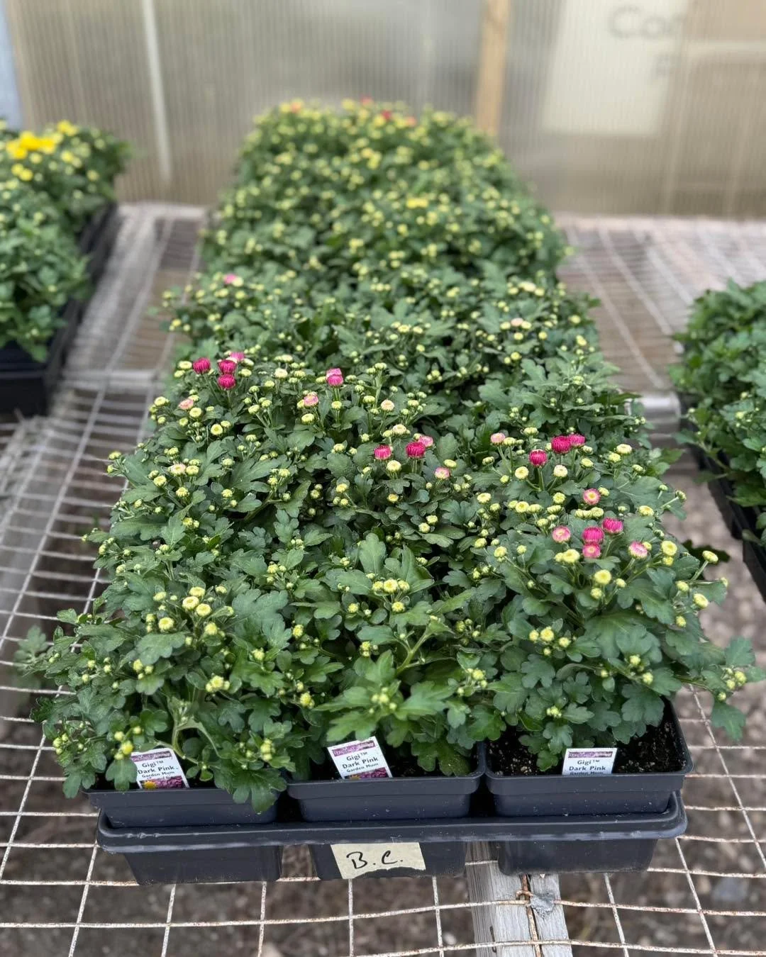 Our hardy garden mums have arrived! So many of you look forward to these every year so stop In and  get yours before they&rsquo;re gone!
Blossoming Creations Garden Center 1604 18th St., Emmetsburg