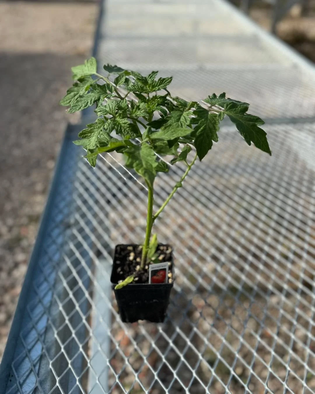 Homegrown and showing off 🍅✨

We didn&rsquo;t just stock tomatoes&hellip; we raised them. From seed to strong, these beauties are thriving and ready for your garden! From juicy slicers to sweet snackers and saucy superstars&mdash;there&rsquo;s a tom