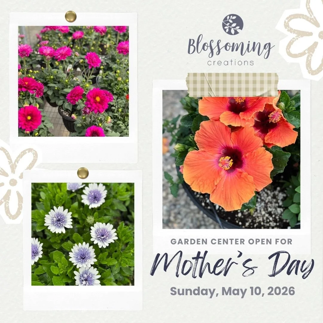Stop down and see us this weekend and bring Mom with you! We are open until 5:30 today, Saturday 9-4 and Sunday 10-2 🌼🌺💕
Blossoming Creations Garden Center 1604 18th Street in Emmetsburg