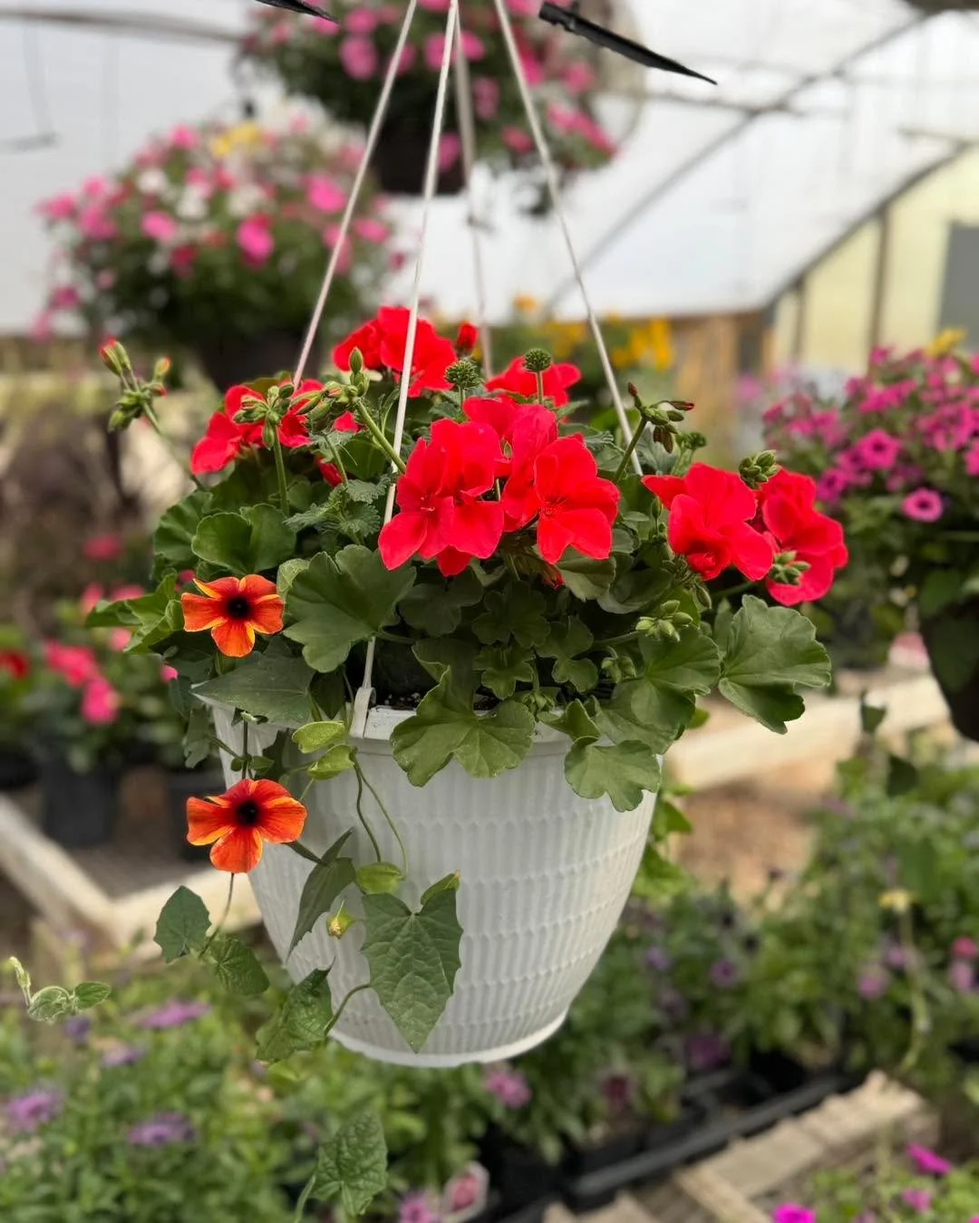 Our custom-grown geranium hangers are showing off this season 🌺✨
Big blooms, bold colors, and baskets bursting with beauty! Stop by the garden center and find your favorite vibrant combo before they&rsquo;re gone! 🌿🪴
Blossoming Creations Garden Ce