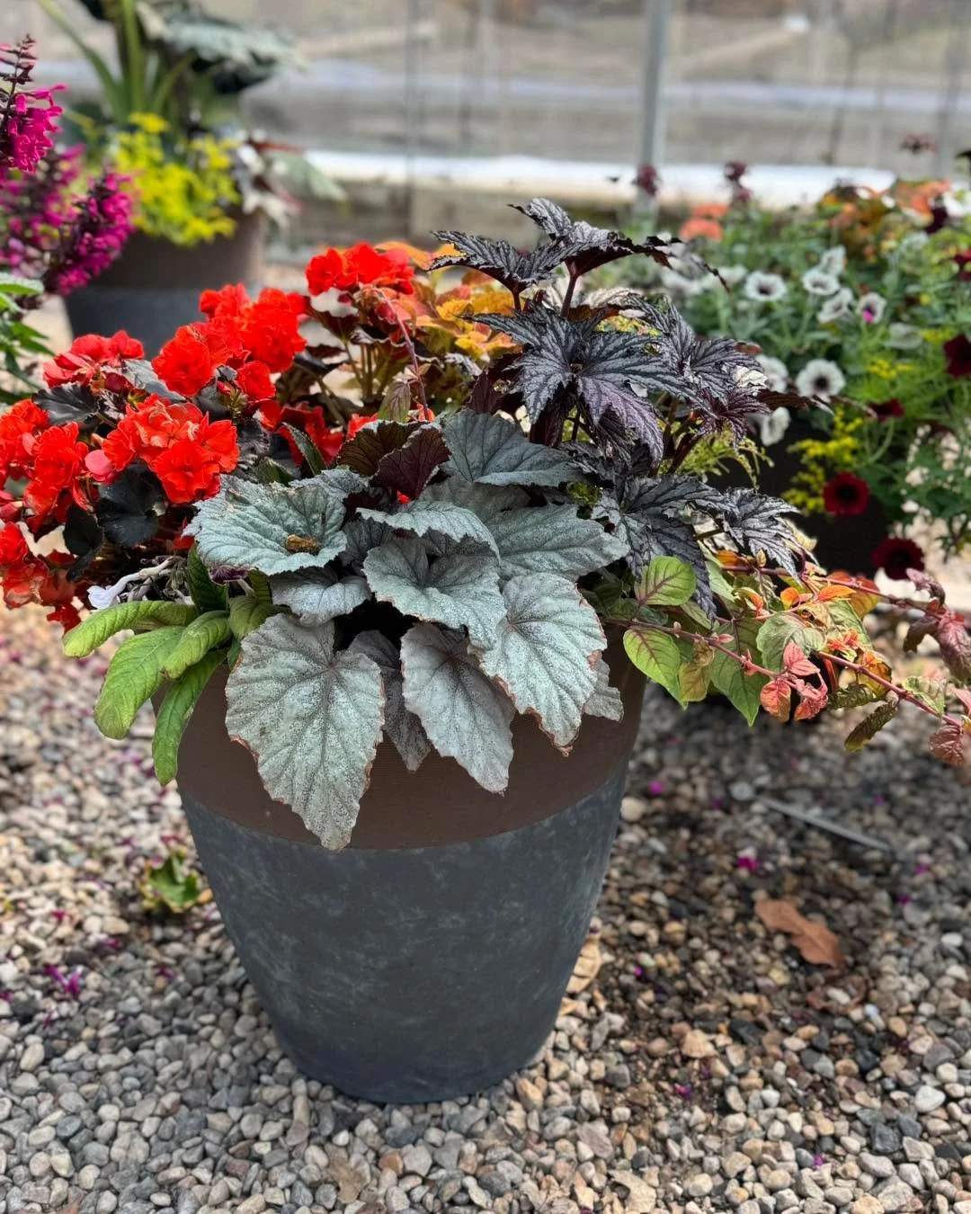 🌿 Shade lovers, this is your sign! 🌿

Only 3 big, beautiful shady combination planters left and they&rsquo;re ready to steal the show on your porch or patio! 💚✨

First come, first planted! 🪴😉 #GardenCenterFinds #ShadeGardenBeauty #LimitedQuantit