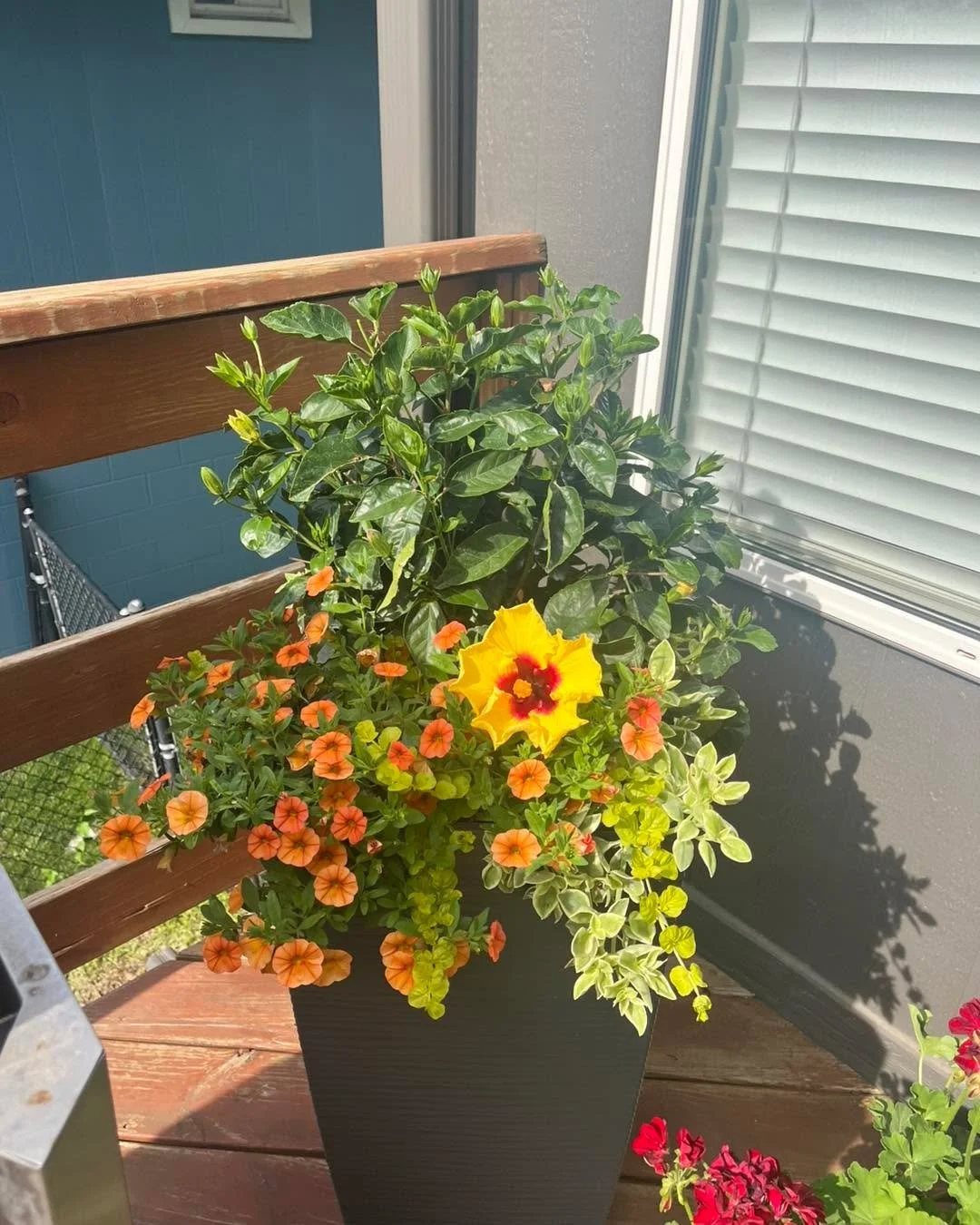 🌿💚 Customer kudos all the way from Omaha! 💚🌿

There&rsquo;s nothing better than seeing our plants thriving in their new homes! A wonderful customer from Omaha shared photos of their garden featuring plants from our garden center, and WOW&hellip; 