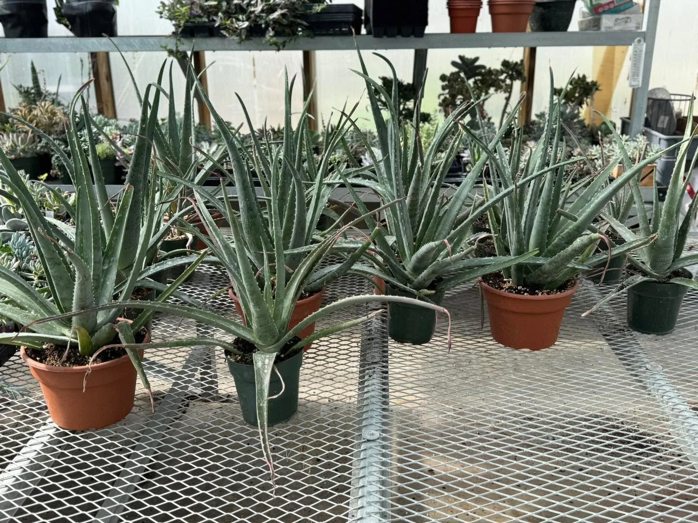 🌿✨ Aloe there, sunshine! ✨🌿

Looking for a plant that&rsquo;s as cool as it is useful? Our Aloe Vera plants are in stock and ready to come home with you! 💚 Easy to grow, stylish, and famous for their soothing gel, these spiky little superstars are