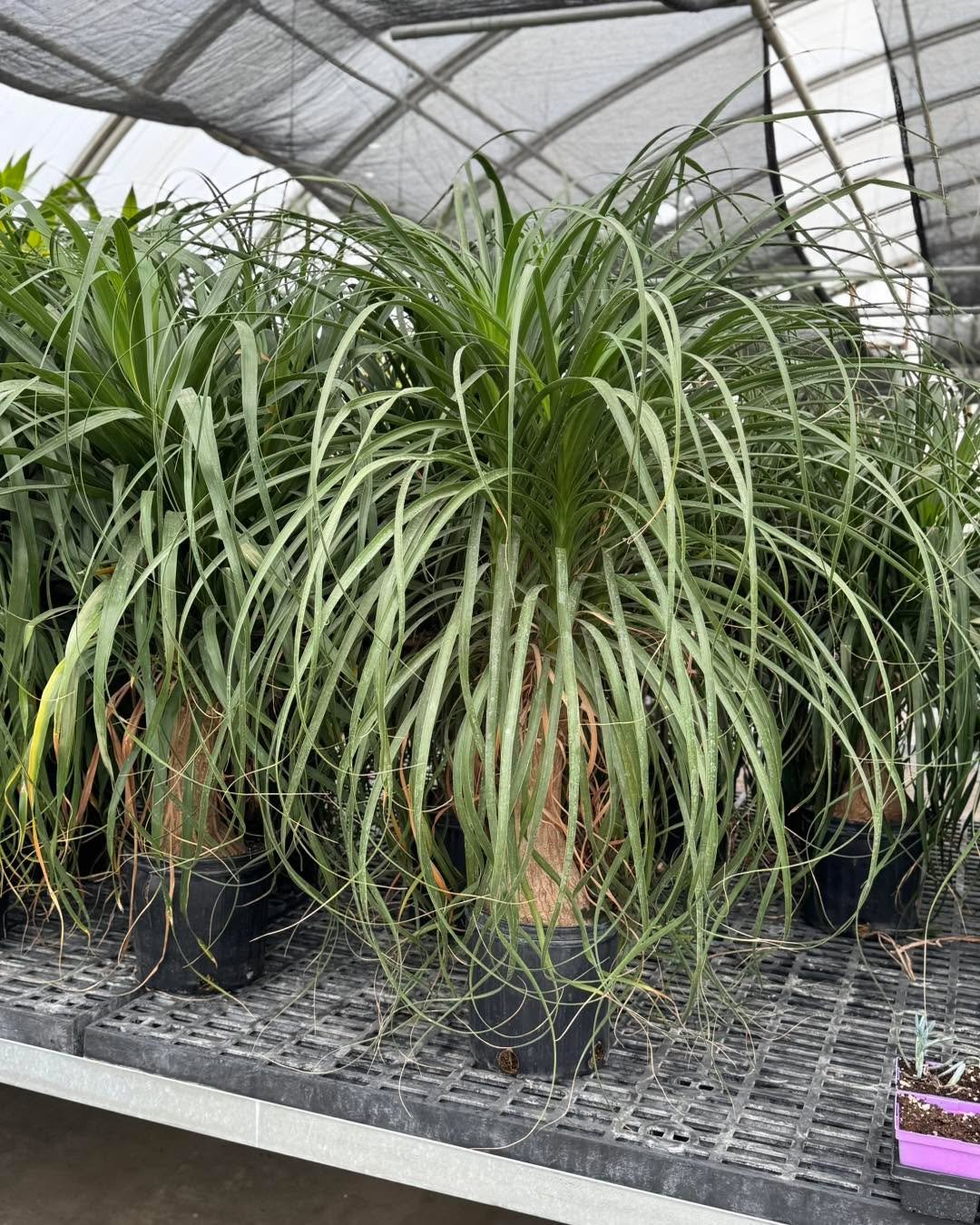 🌿✨ Patio envy starts here! ✨🌿

Big, bold, and absolutely beautiful&mdash;our stunning foliage plants are ready to turn your patio into the talk of the neighborhood! From lush tropical vibes to eye-catching textures, these leafy beauties bring all t