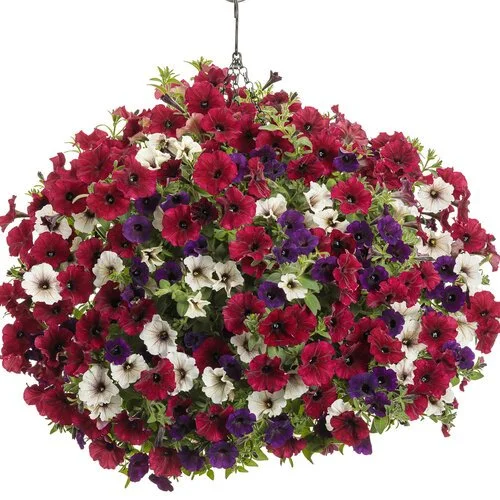 Charleston- 12" Hanging Basket