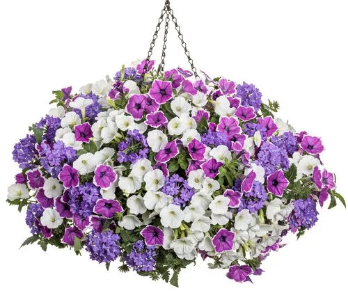 Moonlit Lavender- 12" Hanging Basket
