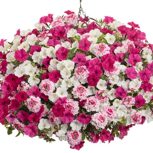 In Our Element- 12" Hanging Basket