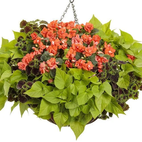 Eclipse of the Sun- 12" Hanging Basket