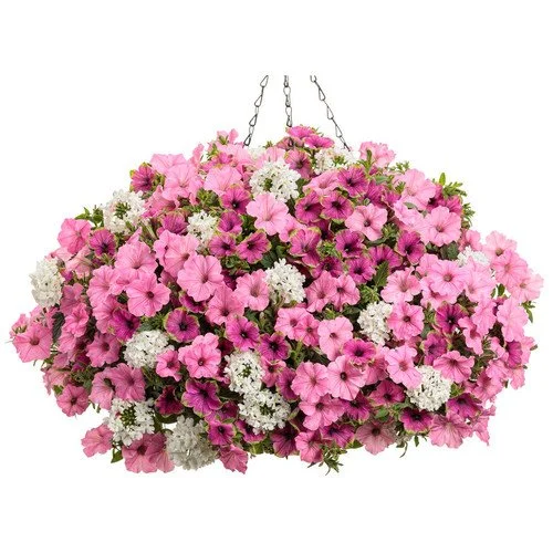 In Love Again- 12" Hanging Basket
