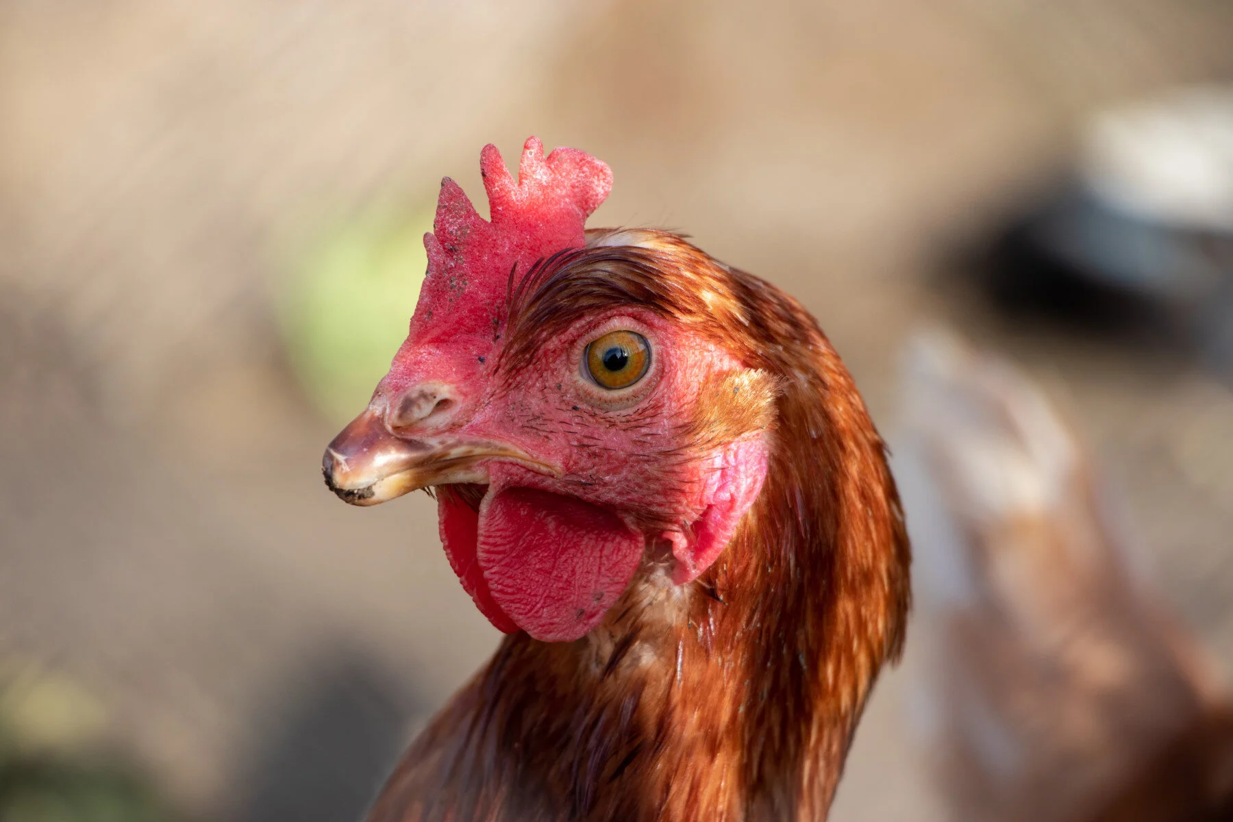Employee Engagement &amp; Organisation Performance: The Chicken or the Egg?