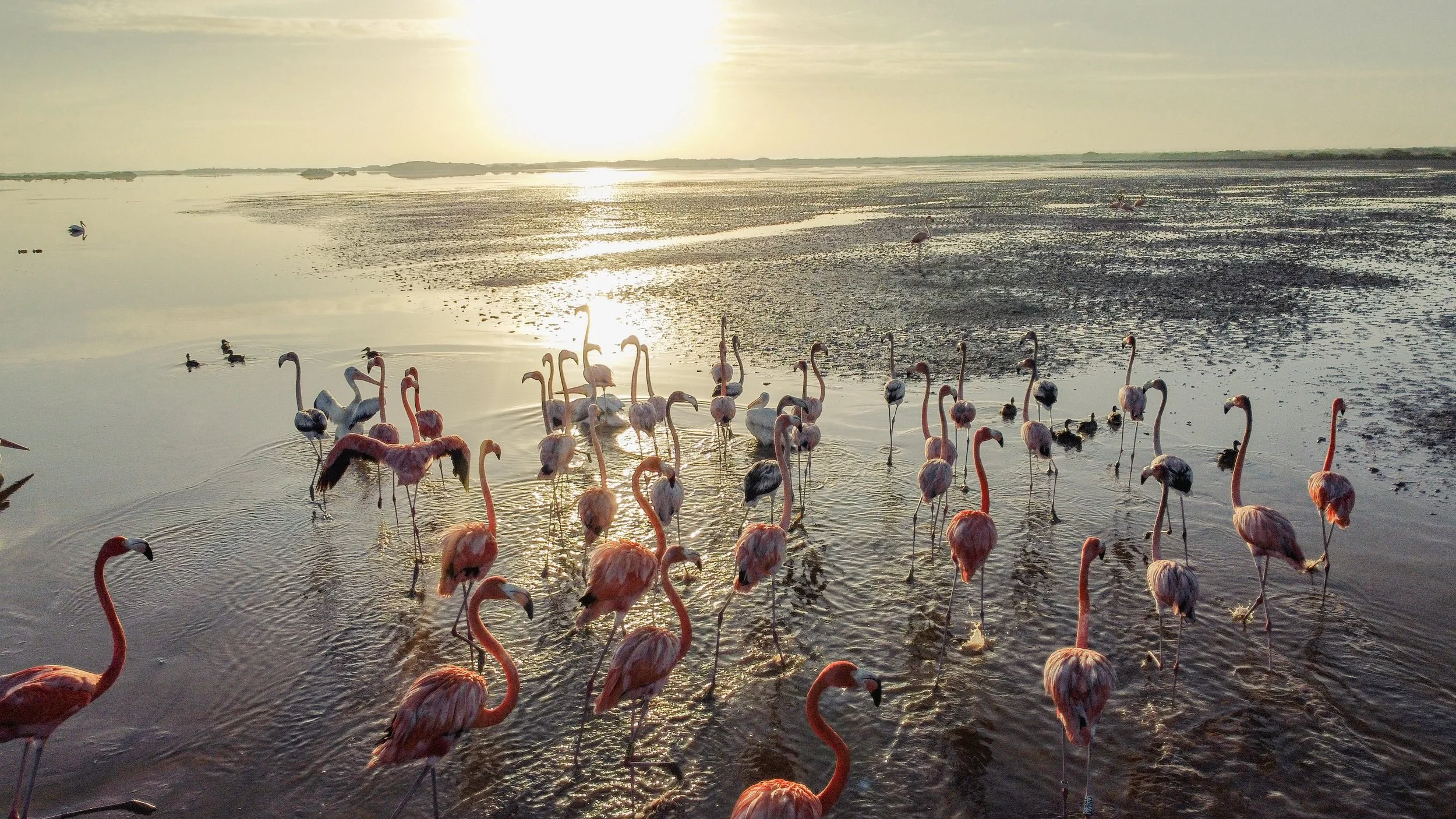 DJI_0187 copy (1).jpg