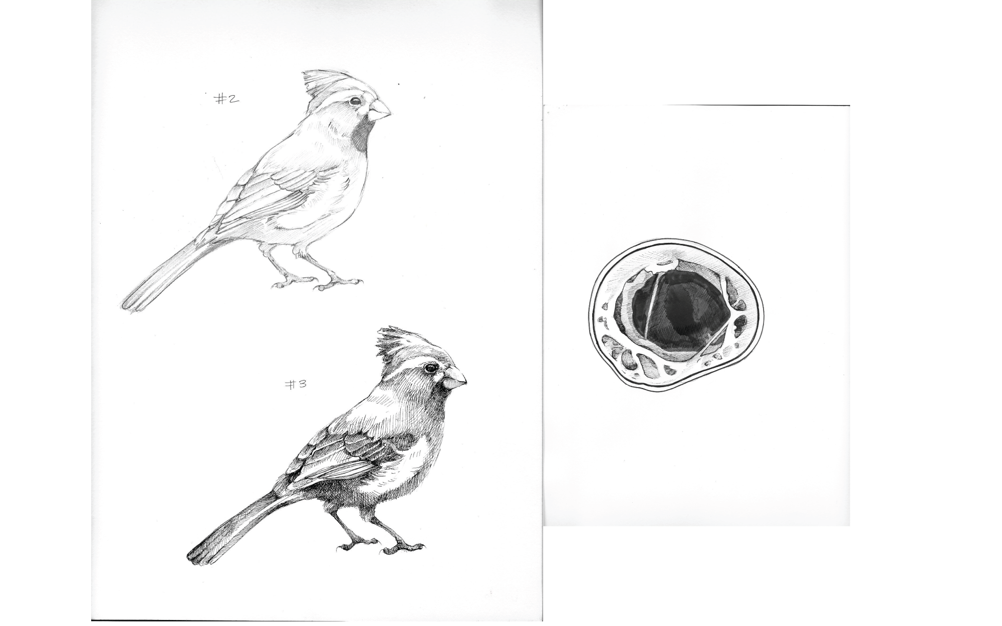 cookbird.png