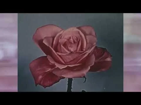 Jazz Tiger "Batemans Bay"