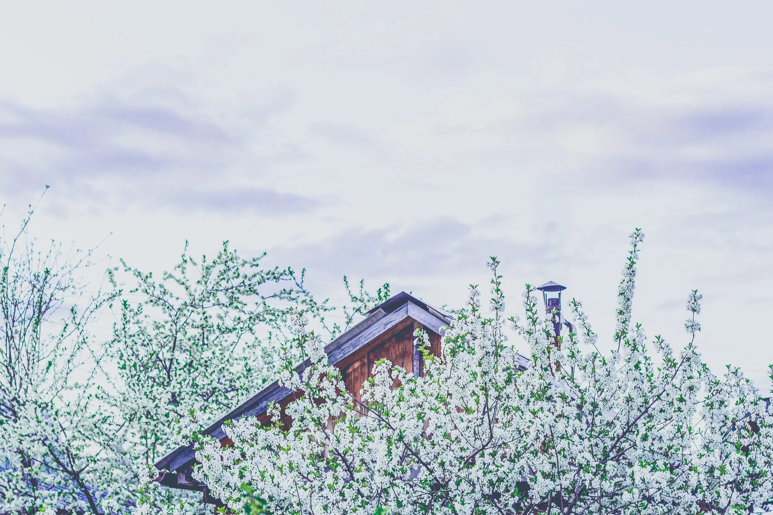 follow - cherryblossom - main image - non noise.jpg