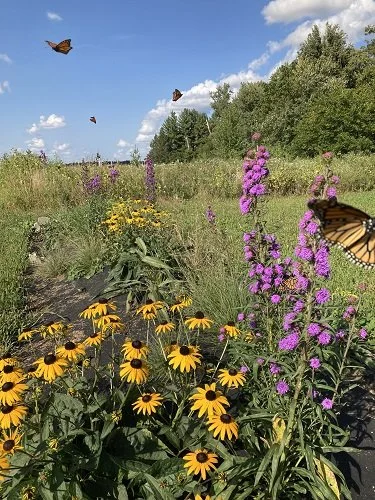 Easy way to create a stress relieving pollinator garden