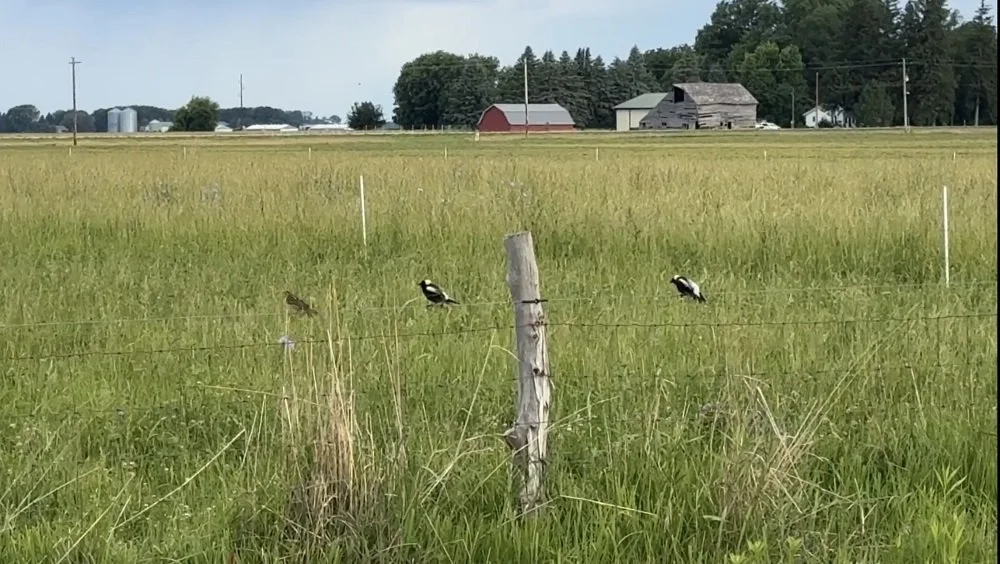 Your beef choice supports environmental stewardship