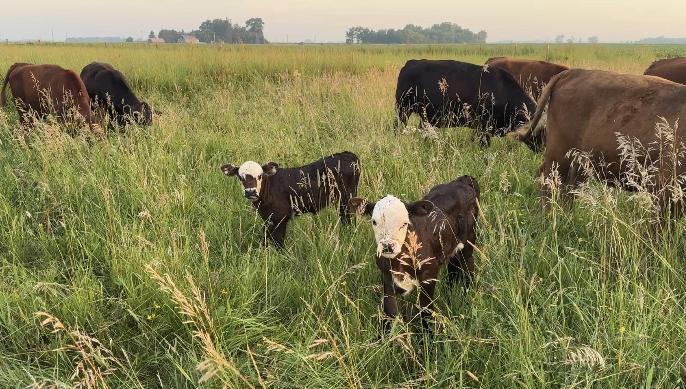 Check out the cutest baby calves