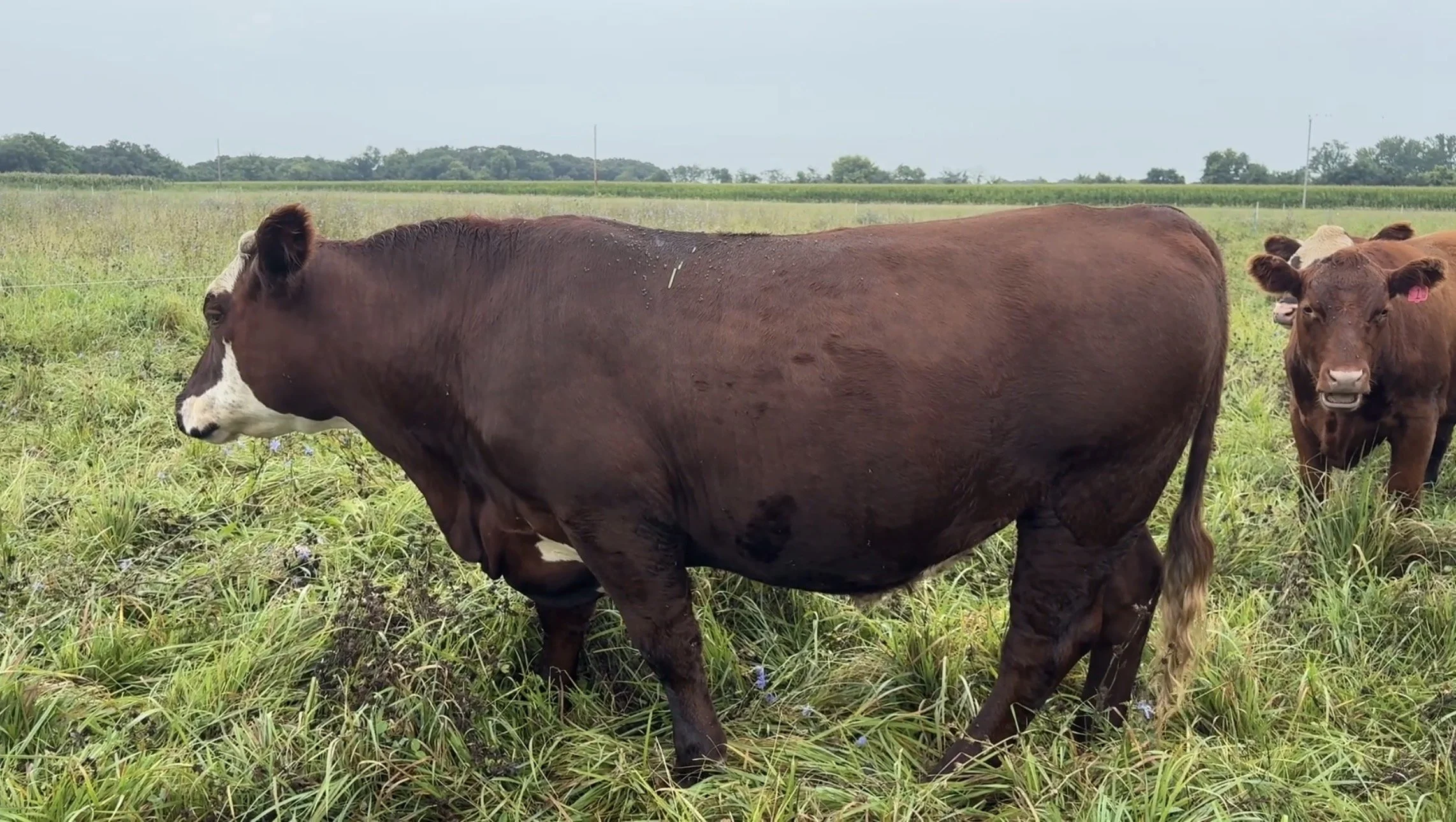Do we feed grain?