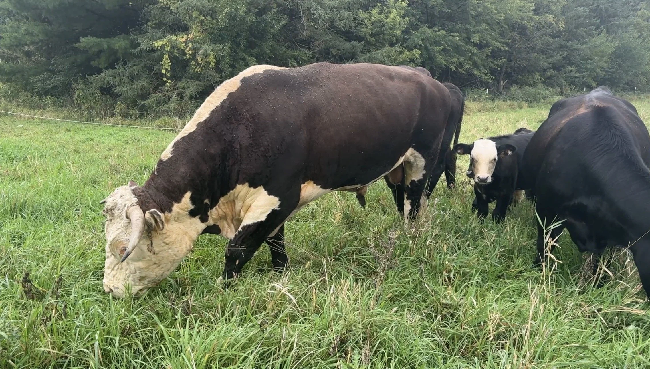 The bull is here