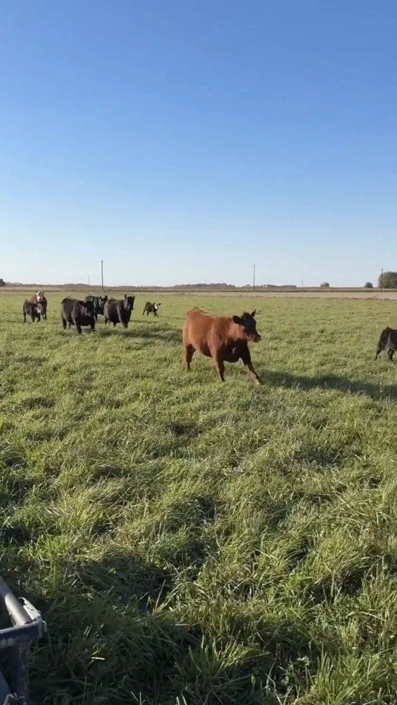 Somebody's excited about fresh grass!
