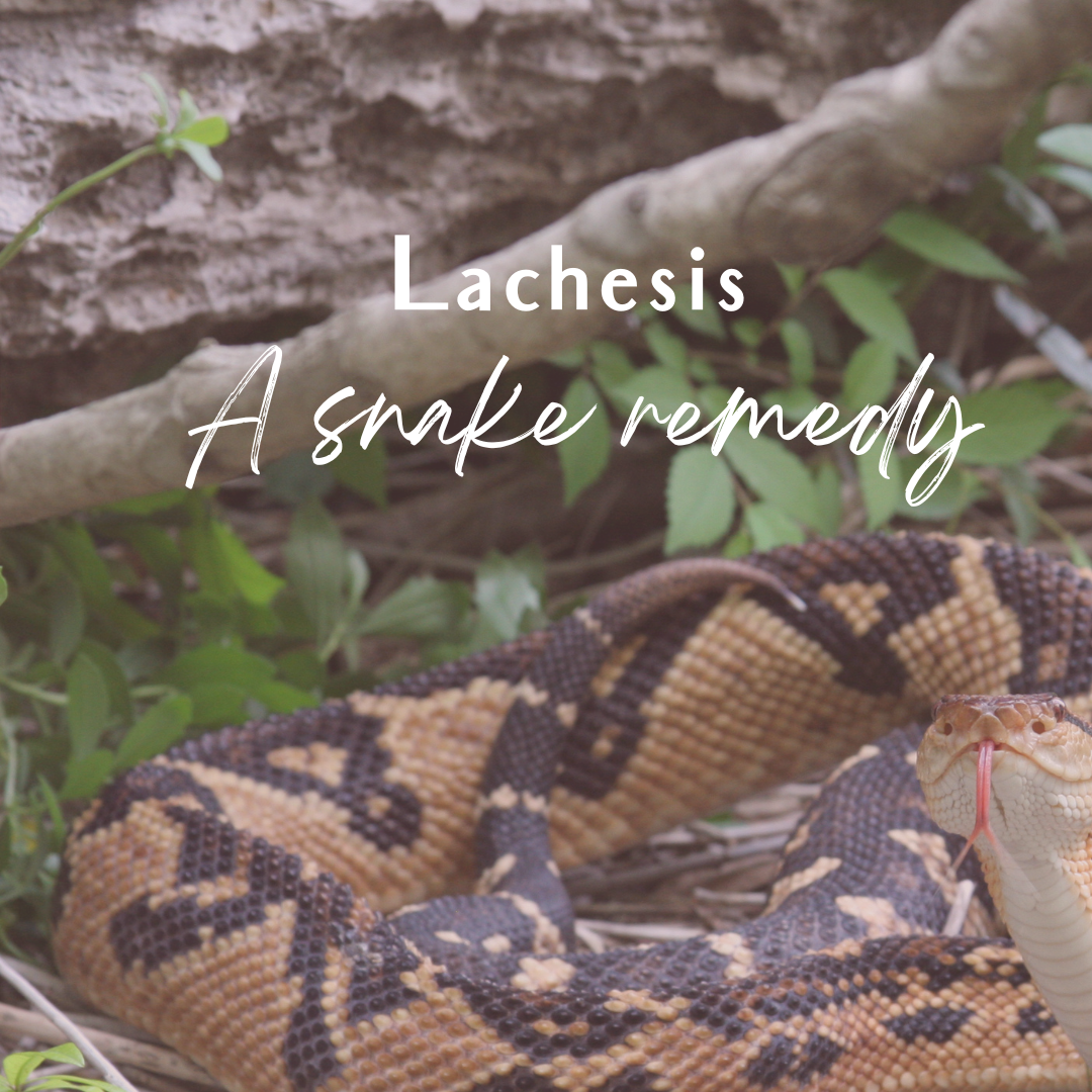 Lachesis 