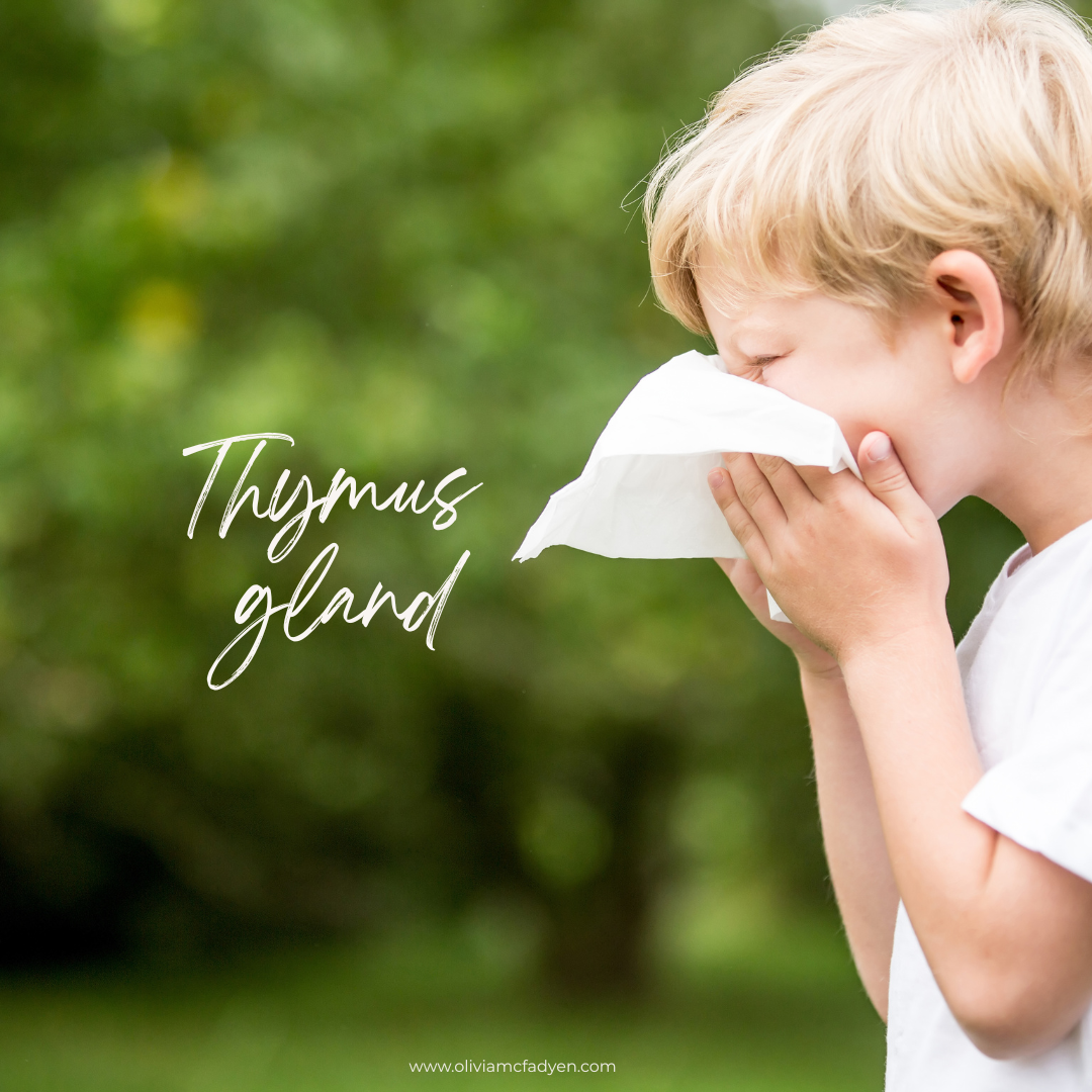 Thymus Gland