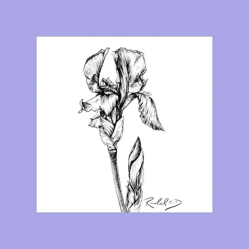 #100daysofart challenge!  Here is day 59 referenced from @benedict_ramos
.
.
.
.
.
.
#flowers #florals #art #instaart #artofinstagram #ink #sketch #drawing #100daysofchallenge #100days #challenge #traditionalart #instaart #flower #daytwo #flowerpower