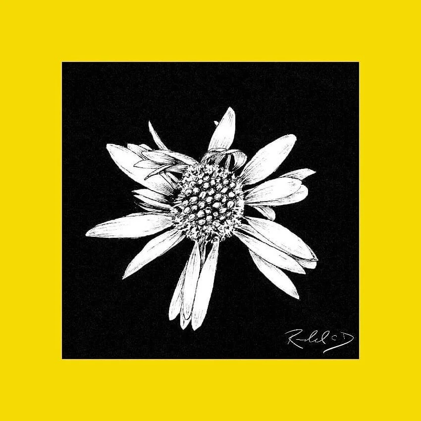 #100daysofart challenge!  Here is day 66 referenced from @world_pretty_nature
.
.
.
.
.
.
#flowers #florals #art #instaart #artofinstagram #ink #sketch #drawing #100daysofchallenge #100days #challenge #traditionalart #instaart #flower #daytwo #flower