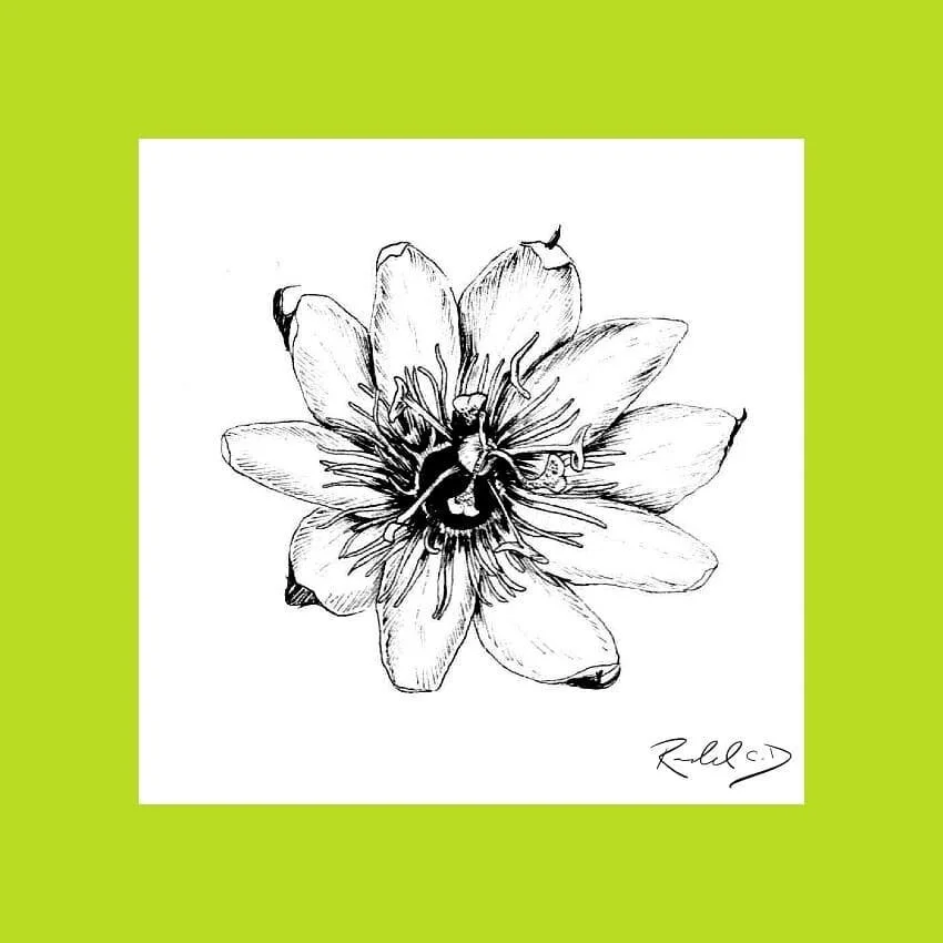 #100daysofart challenge!  Here is day 67 referenced from @rvh_fotografie
.
.
.
.
.
.
#flowers #florals #art #instaart #artofinstagram #ink #sketch #drawing #100daysofchallenge #100days #challenge #traditionalart #instaart #flower #daytwo #flowerpower
