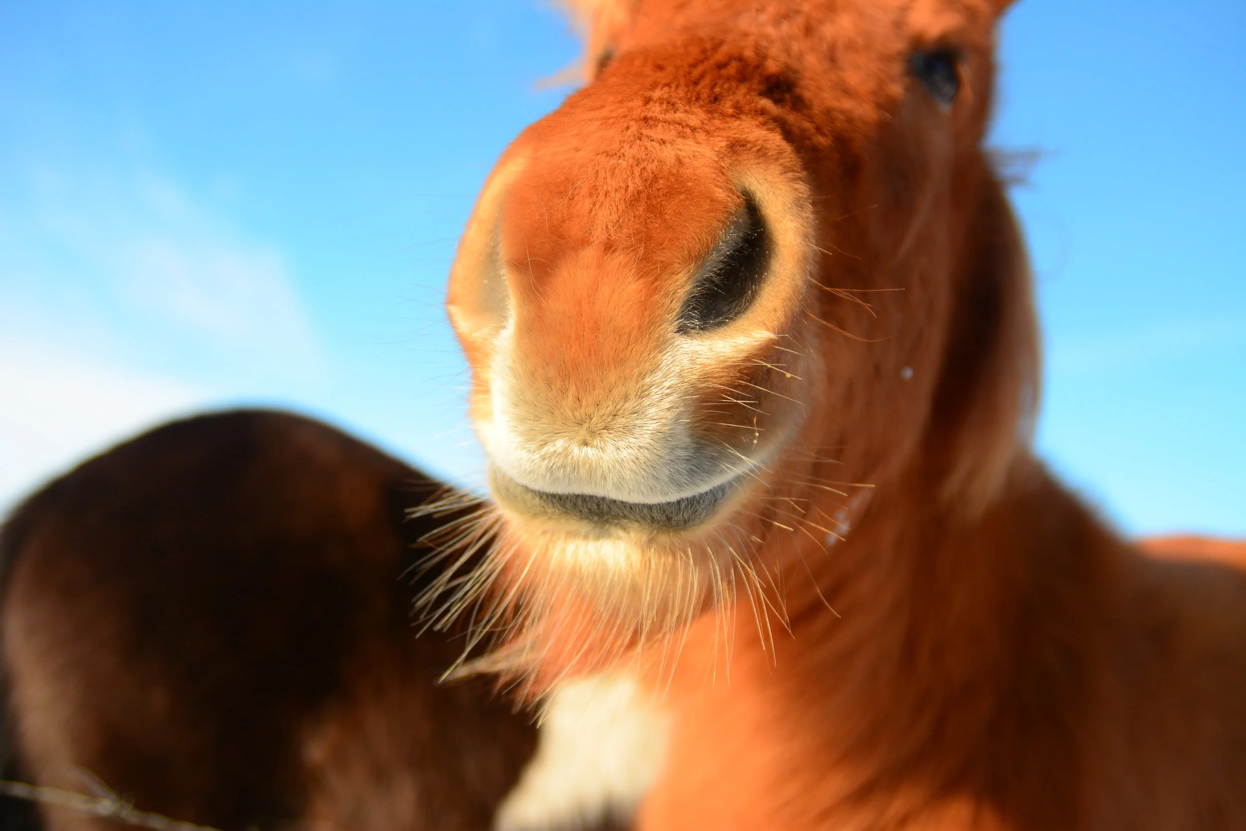 Icelandic Horse