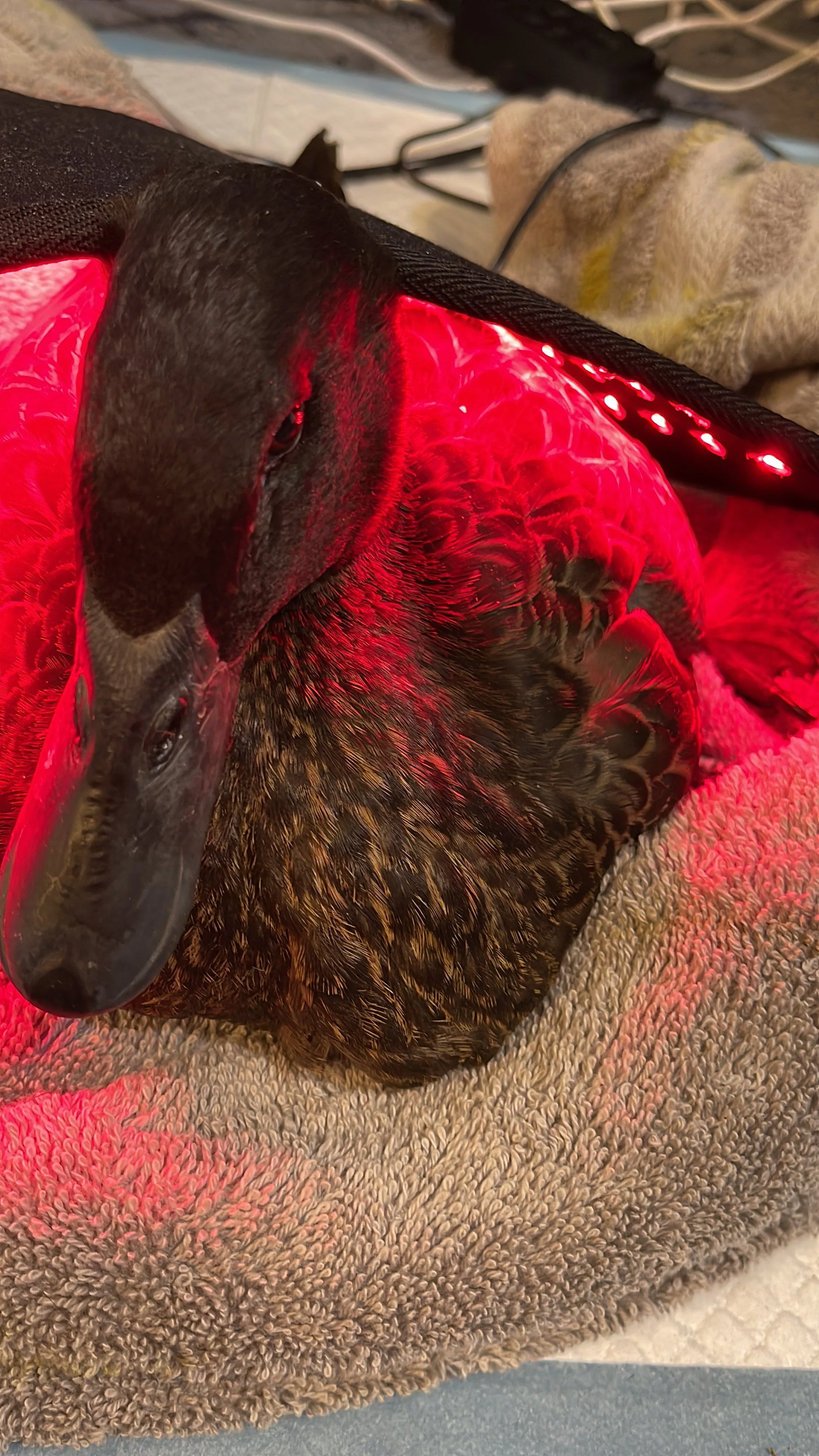 Duck gallery 1 F397C824-D148-4DAD-8129-FC377717828C.jpeg