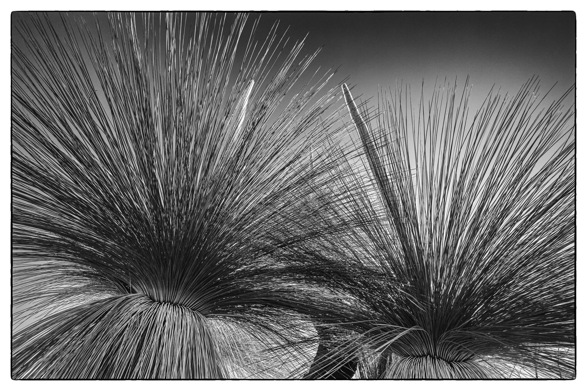 'Grass Tress' Photographic print by Silvi Glattauer