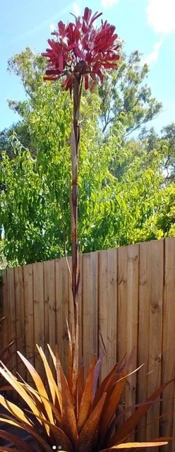 Large Gyea Lilly by Mel Raski-Mato