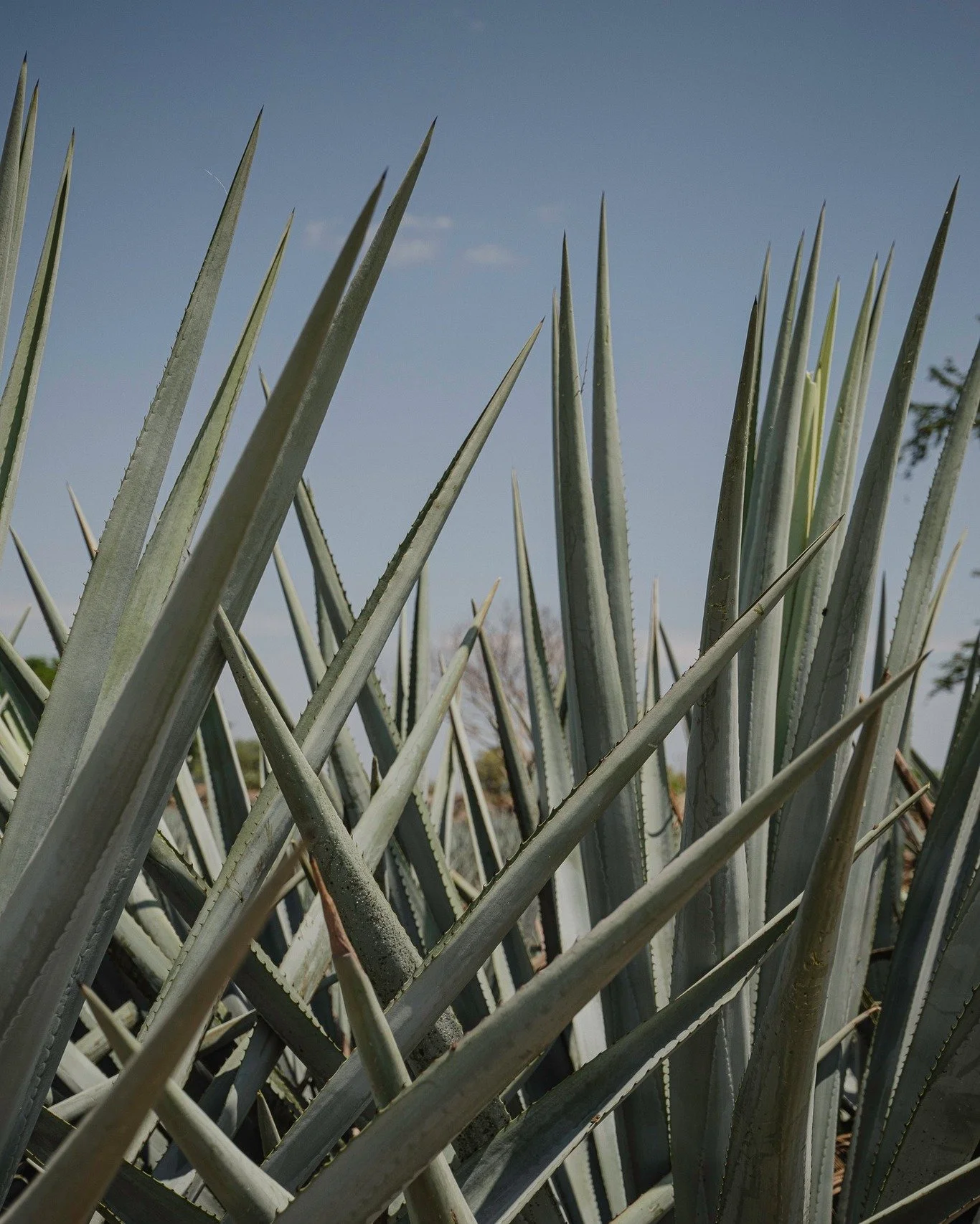 El viaje del agave comienza en la tierra
-
📍La Tequila Av. M&eacute;xico 
📍La Tequila Le&oacute;n