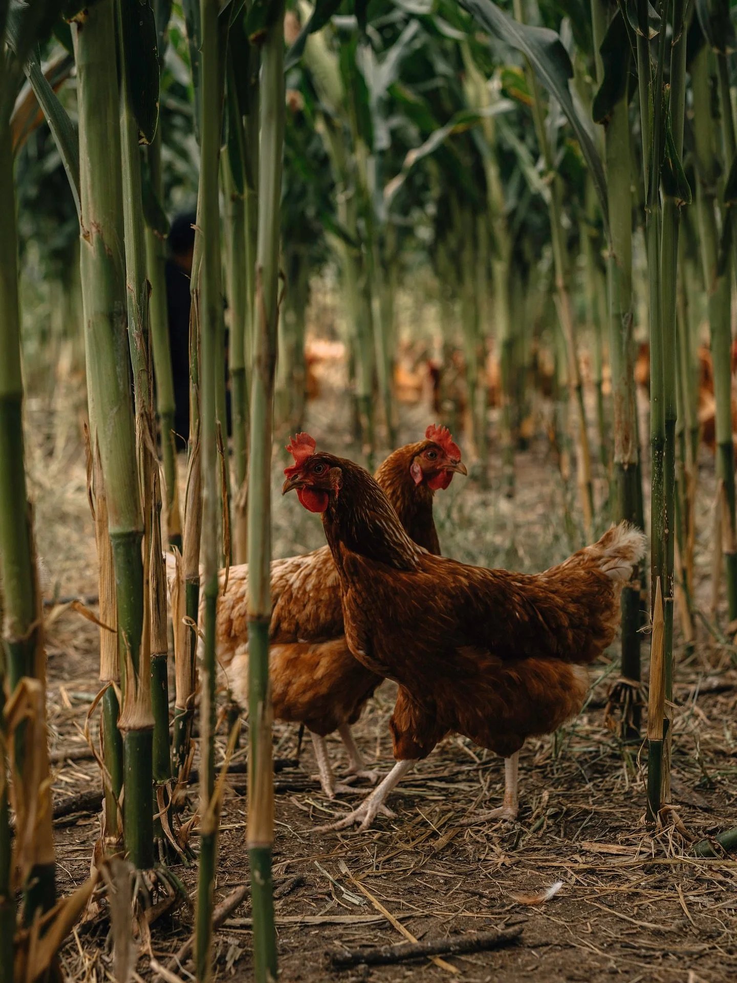 Nuestros proveedores comparten con nosotros el mismo compromiso: respeto por la tierra, los ingredientes y M&eacute;xico 🇲🇽🐓

📍La Tequila Av. M&eacute;xico 
📍La Tequila Le&oacute;n