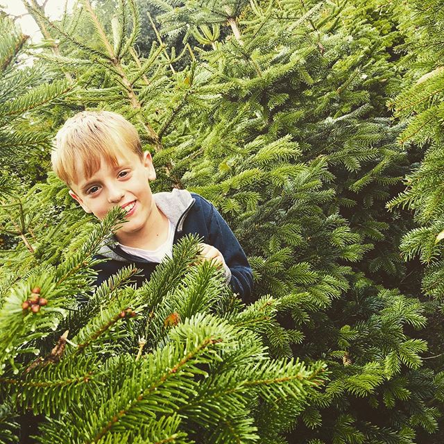 Look who&rsquo;s hiding in our gorgeous Nordman Fir trees...... these beauties are looking fabulous. Christmas tree farm open from Friday 29th November! If you are a keen Christmas elf, and you want to bagsy your perfect family tree, let us know and 